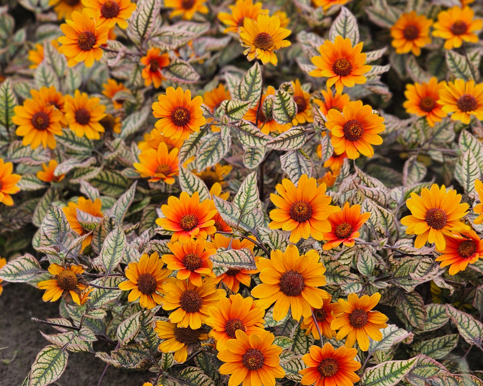 Heliopsis 'Orange Marble'