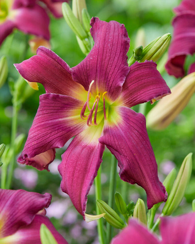 Hemerocallis 'Breath of Blue Air'