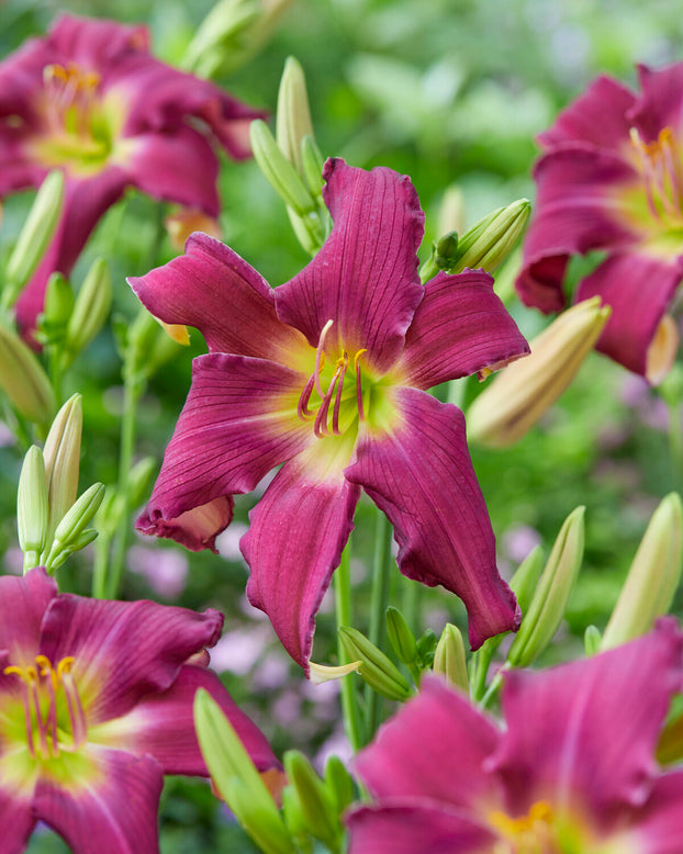 Hemerocallis 'Breath of Blue Air'