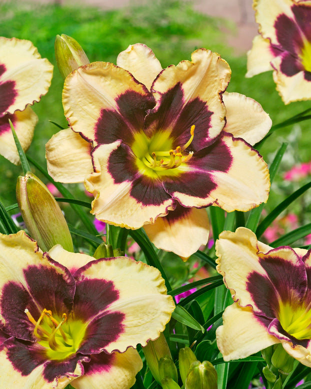 Hemerocallis 'Celebration of Angels'