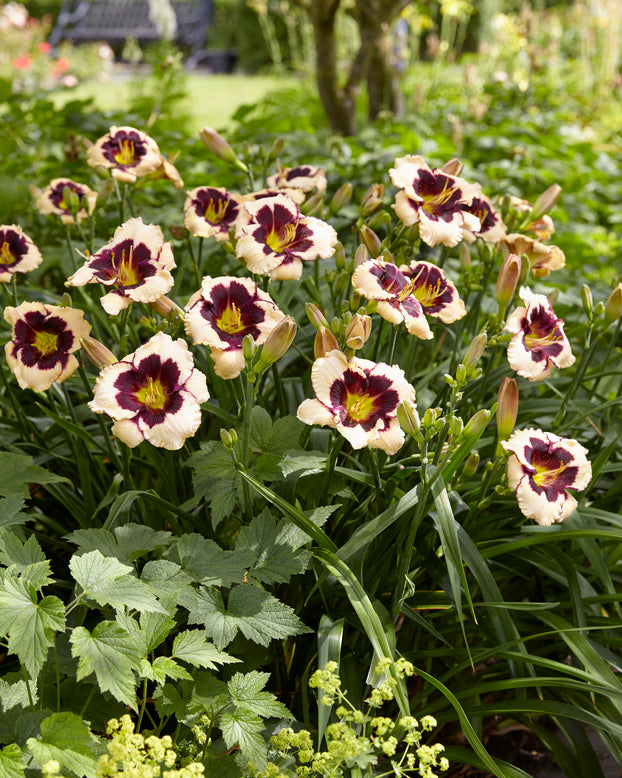 Hemerocallis 'Celebration of Angels'