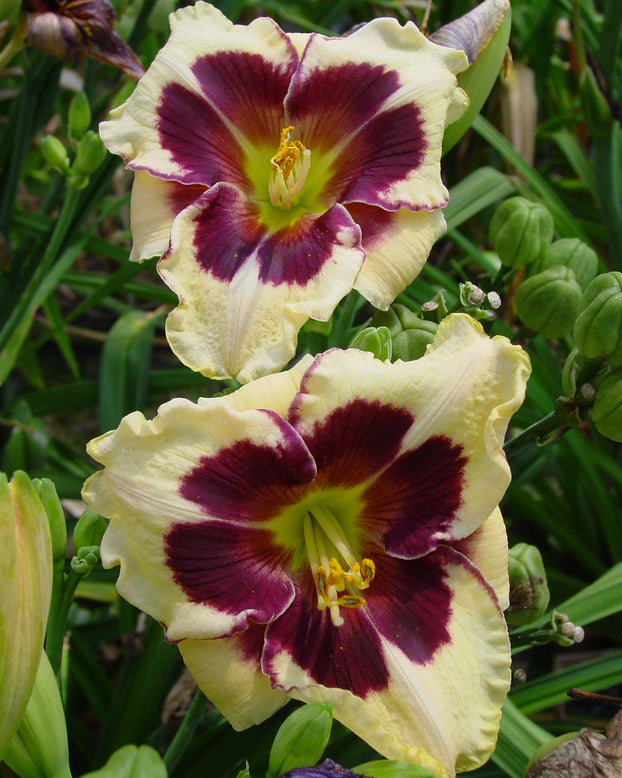 Hemerocallis 'Celebration of Angels'