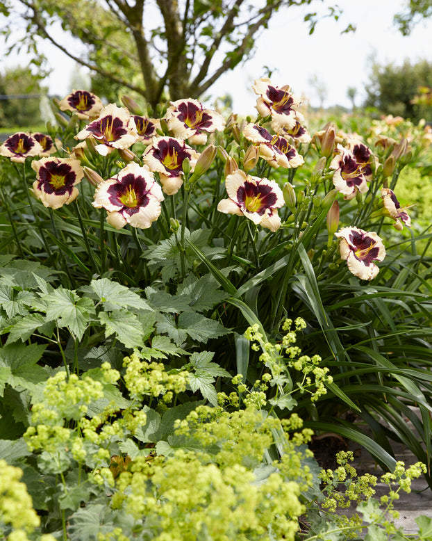 Hemerocallis 'Celebration of Angels'