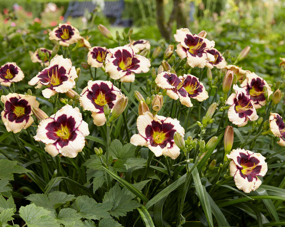 Hemerocallis 'Celebration of Angels'