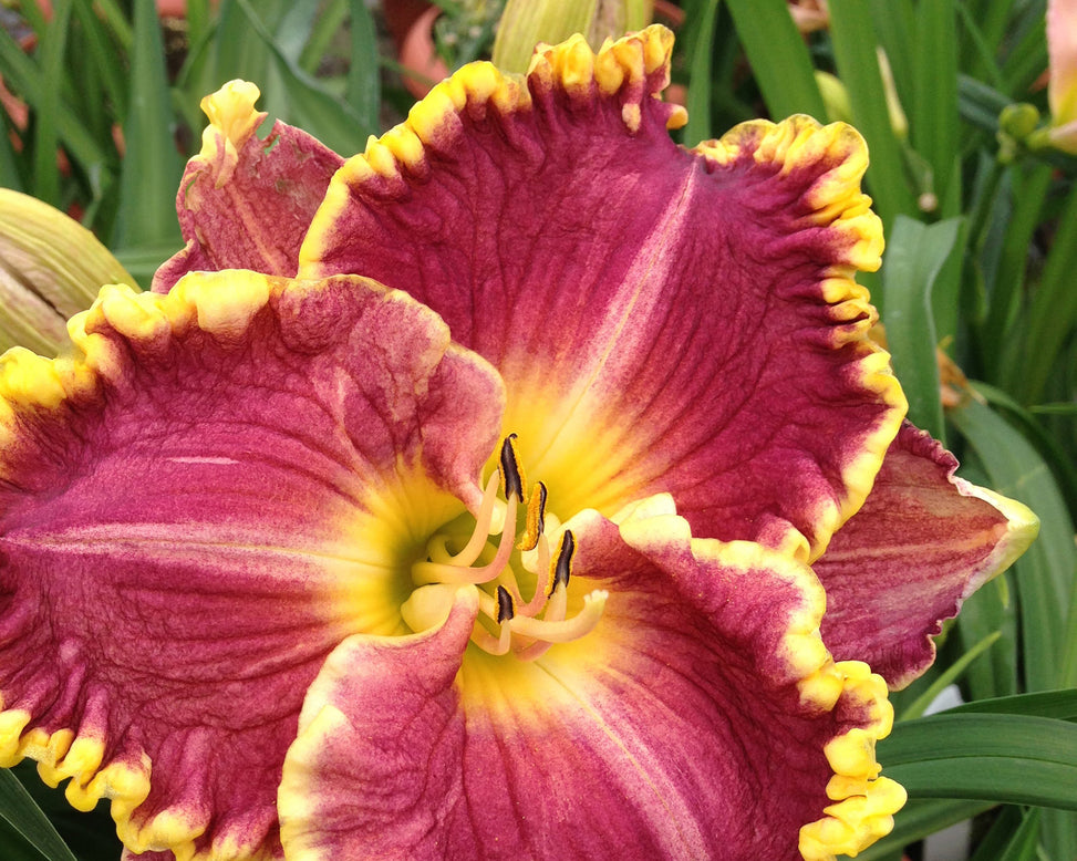 Hemerocallis 'Daria'