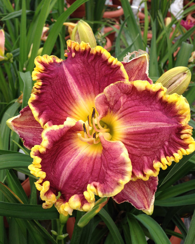 Hemerocallis 'Daria'