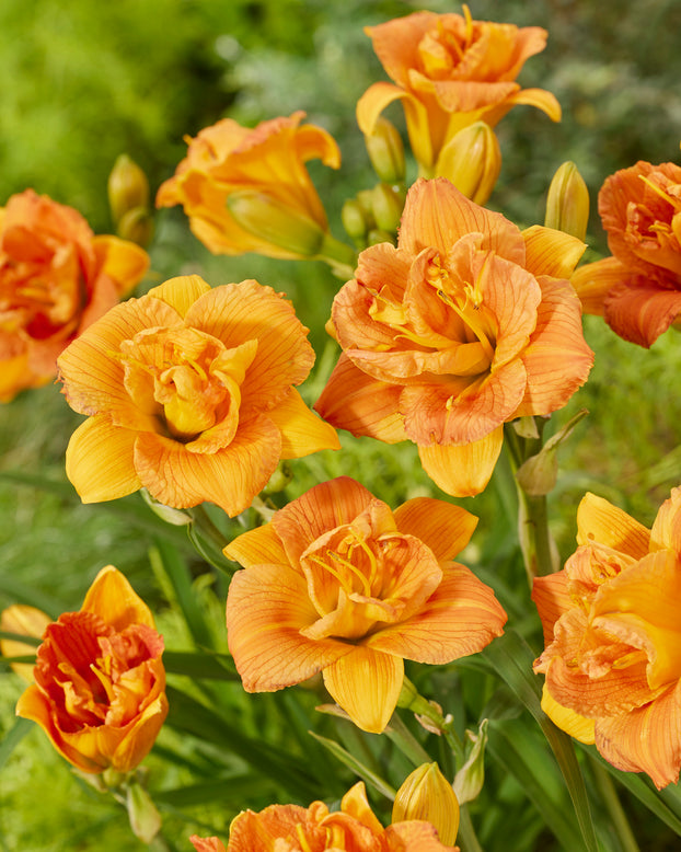 Hemerocallis 'Double Orange Zephyr'