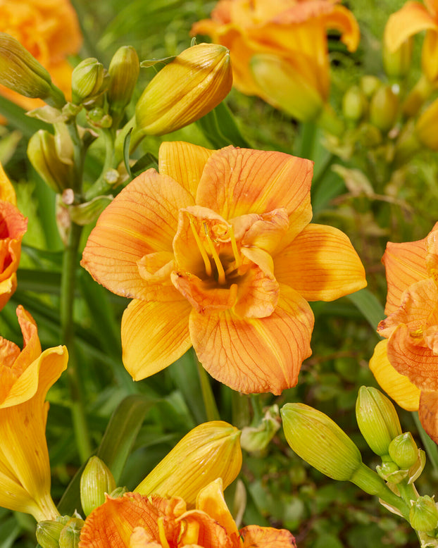 Hemerocallis 'Double Orange Zephyr'