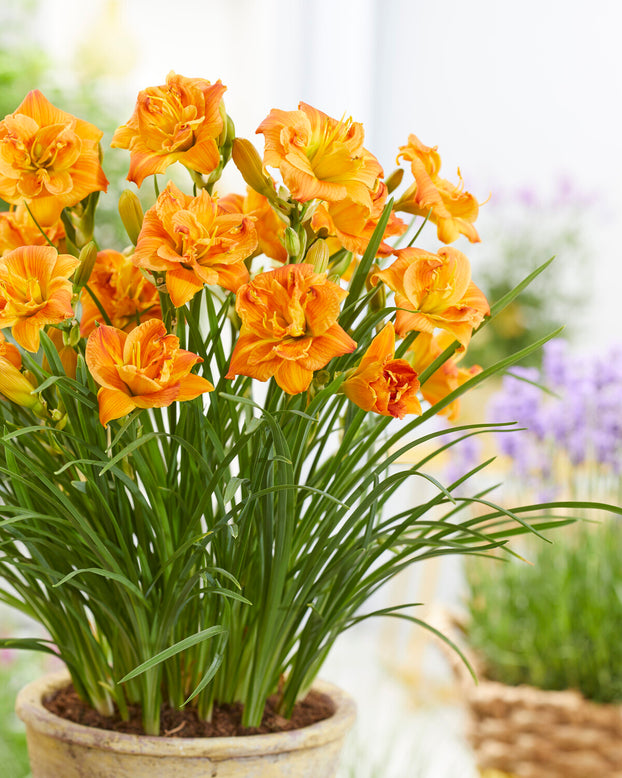 Hemerocallis 'Double Orange Zephyr'