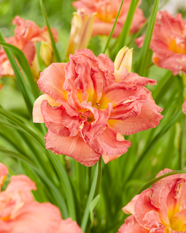 Hemerocallis 'Double Pink Zephyr'