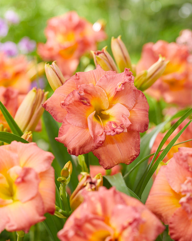 Hemerocallis 'Double Pink Zephyr'