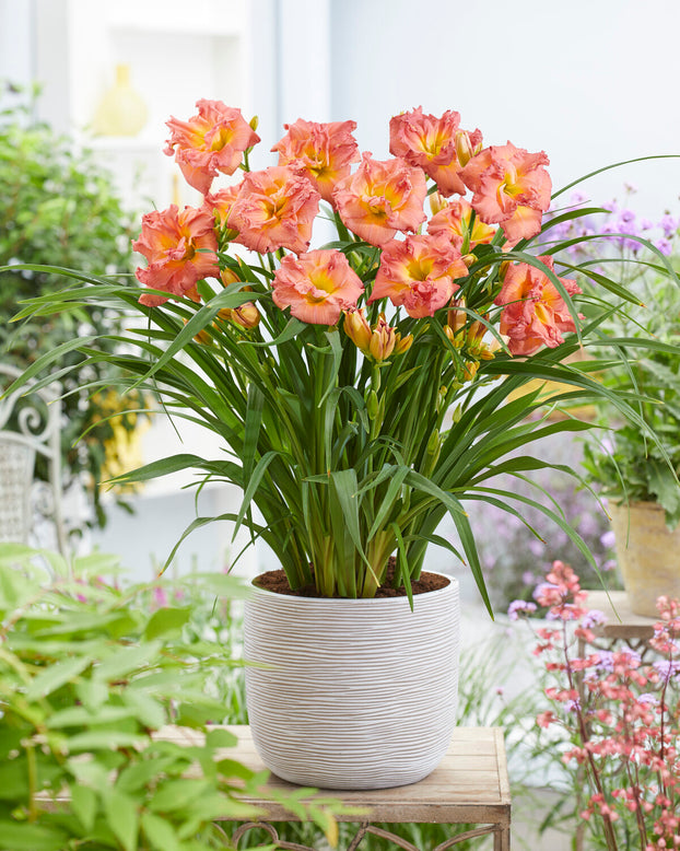 Hemerocallis 'Double Pink Zephyr'