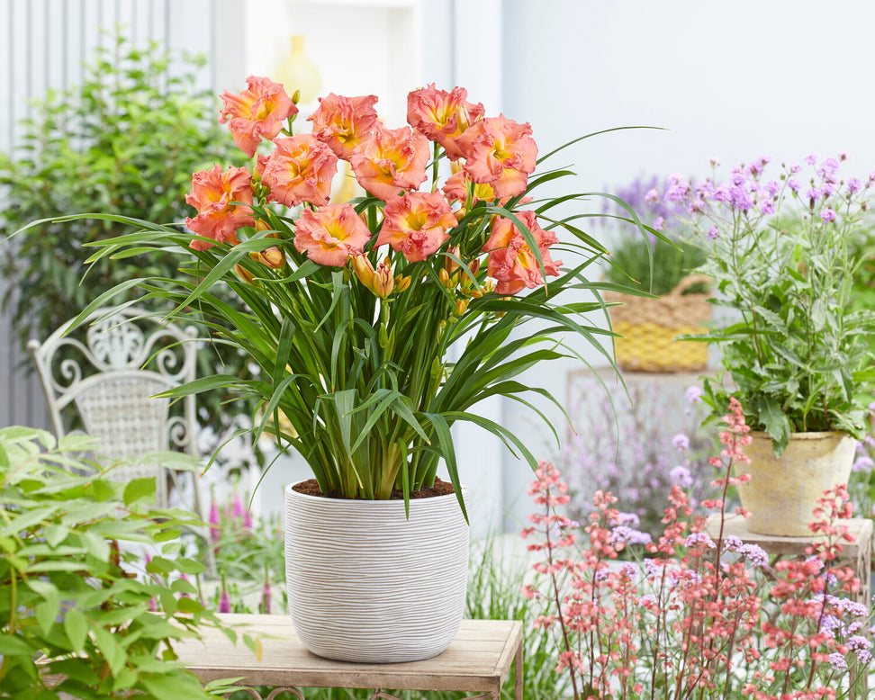 Hemerocallis 'Double Pink Zephyr'