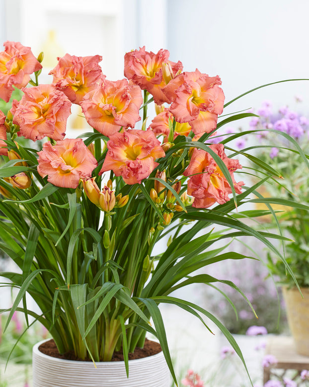 Hemerocallis 'Double Pink Zephyr'