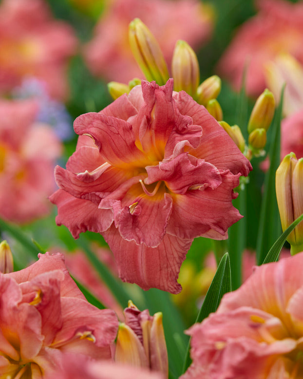 Hemerocallis 'Double Pink Zephyr'