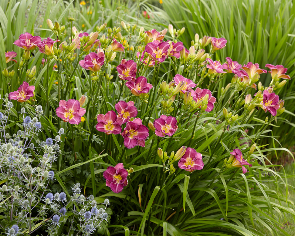 Hemerocallis 'Entrapment'