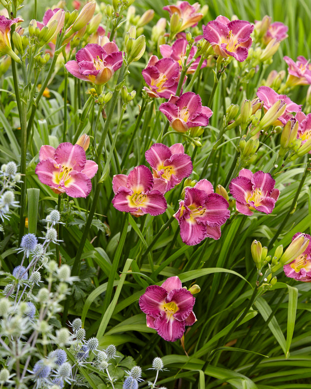 Hemerocallis 'Entrapment'