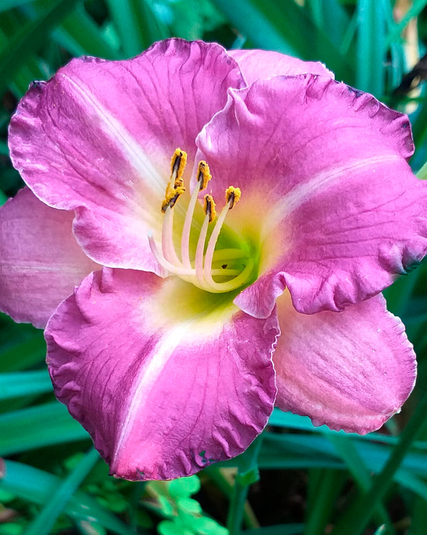 Hemerocallis 'Entrapment'