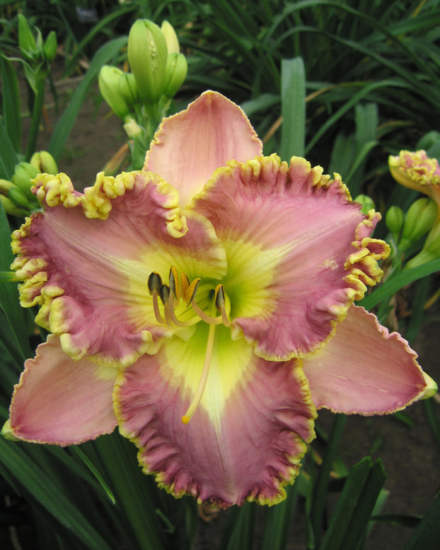 Hemerocallis 'Lavender Tutu'