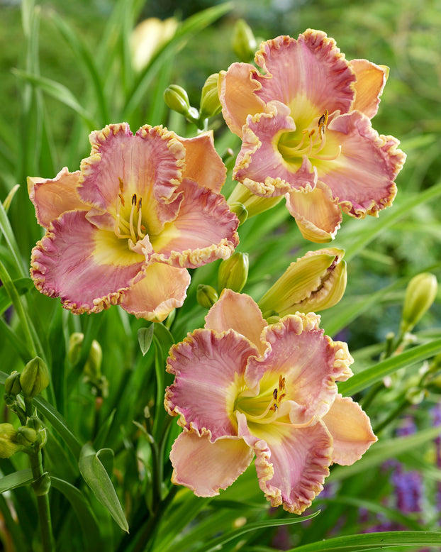 Hemerocallis 'Lavender Tutu'