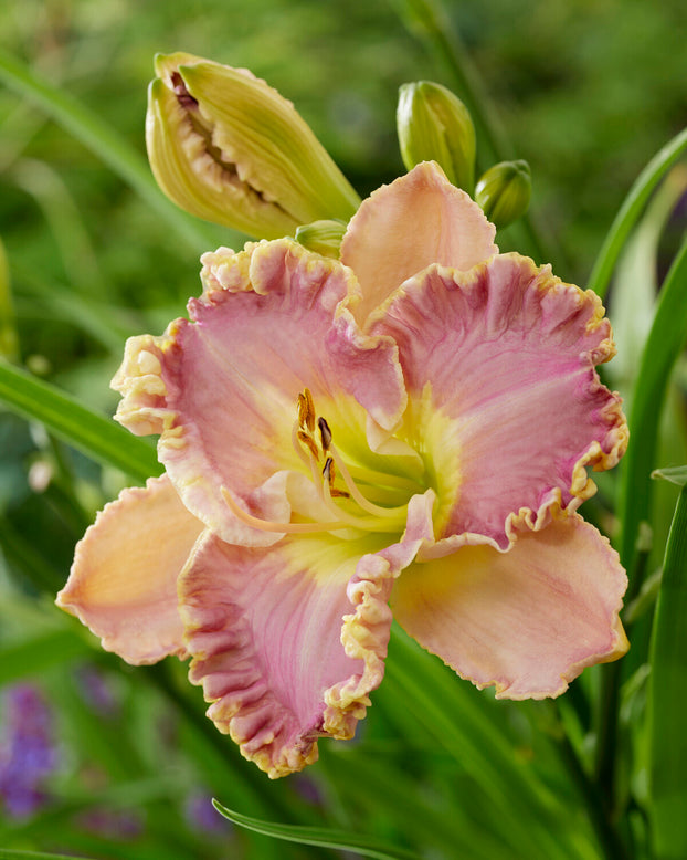 Hemerocallis 'Lavender Tutu'