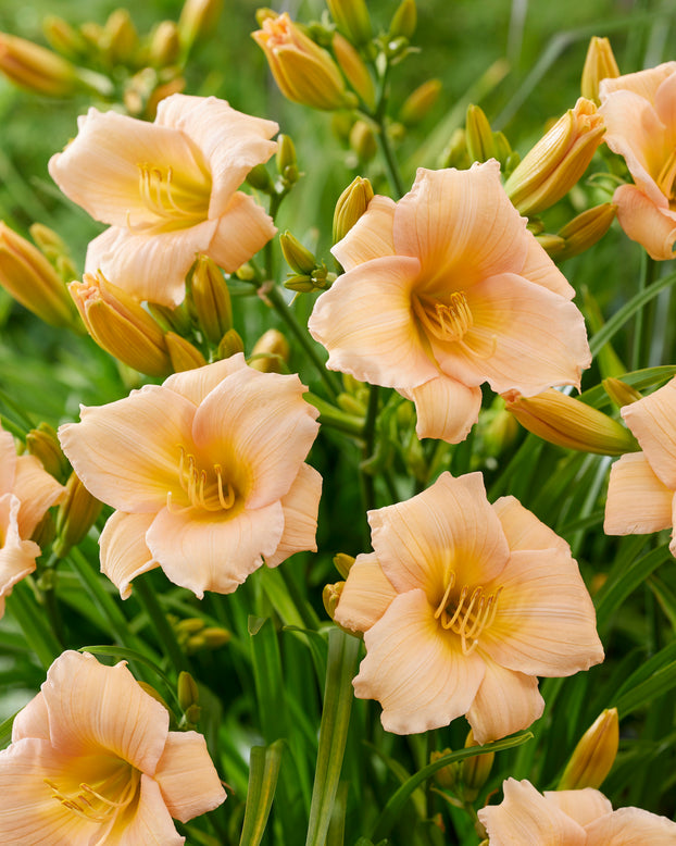 Hemerocallis 'Mini Pearl'