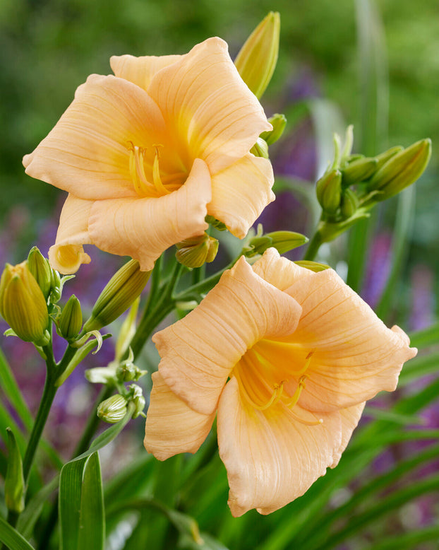 Hemerocallis 'Mini Pearl'