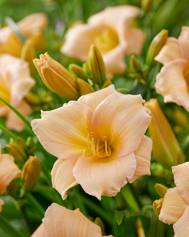 Hemerocallis 'Mini Pearl'