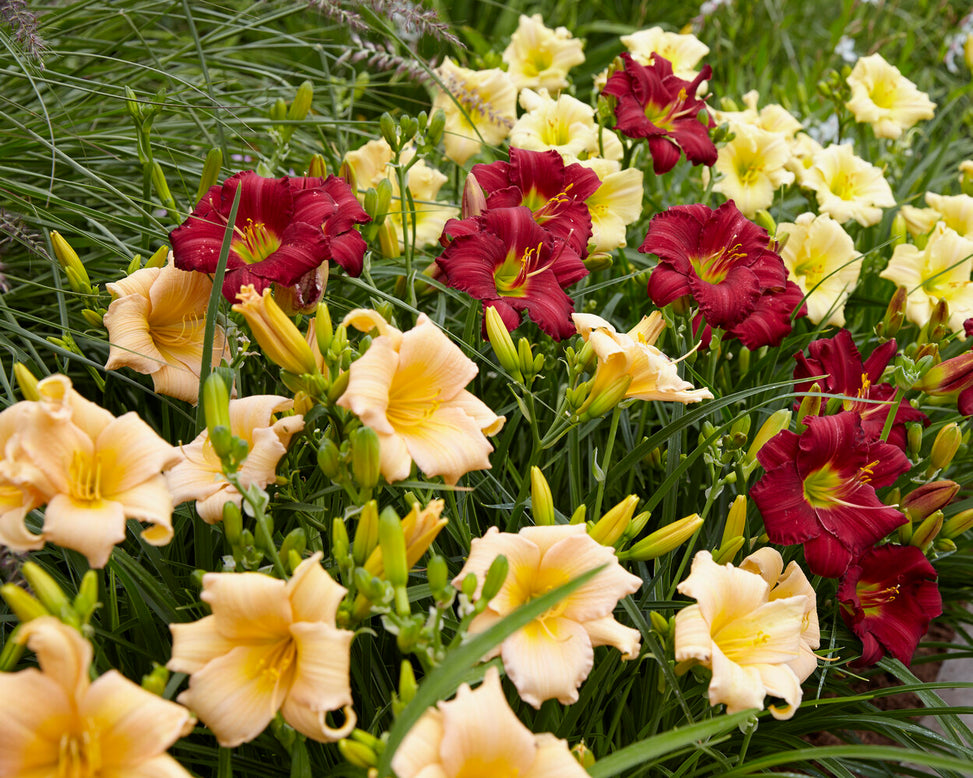 Hemerocallis 'Mini Pearl'