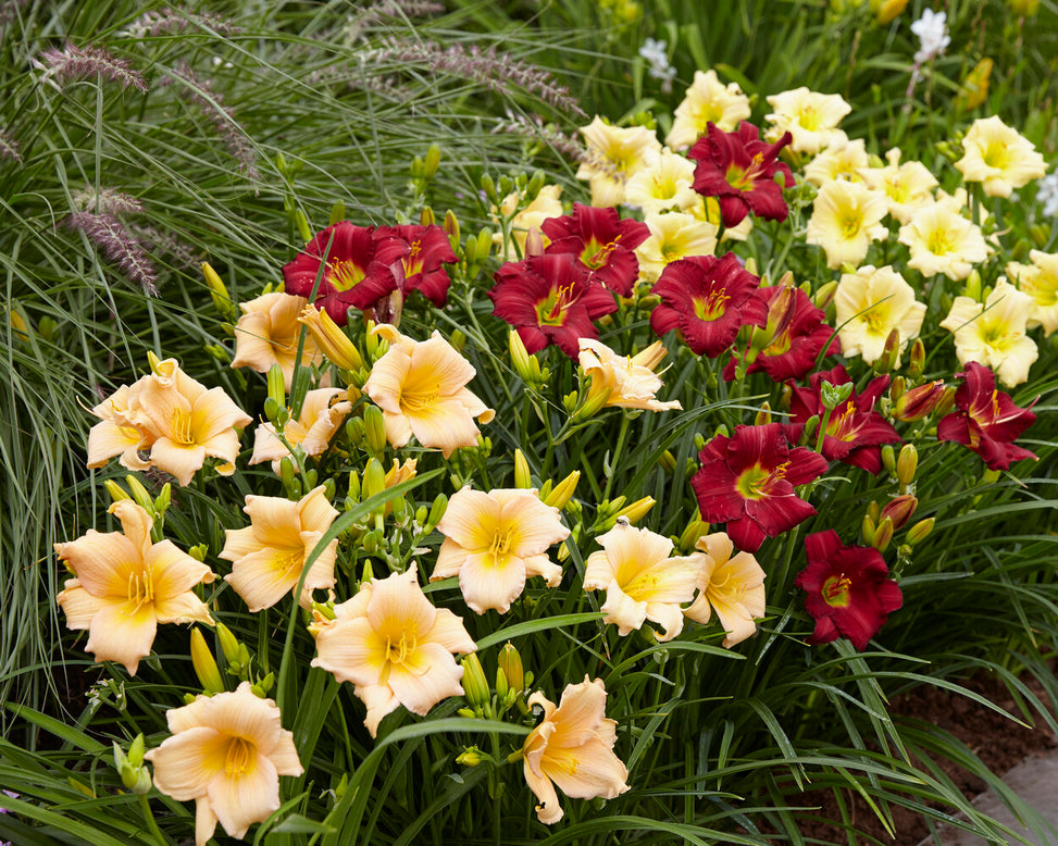 Hemerocallis 'Mini Pearl'