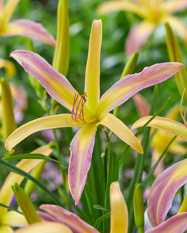 Hemerocallis 'String Bikini'