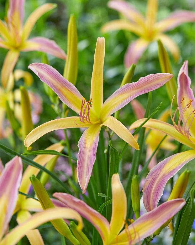 Hemerocallis 'String Bikini'