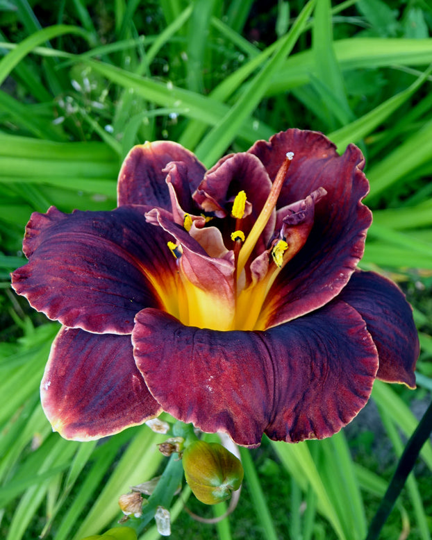 Hemerocallis 'Voodoo Dancer'