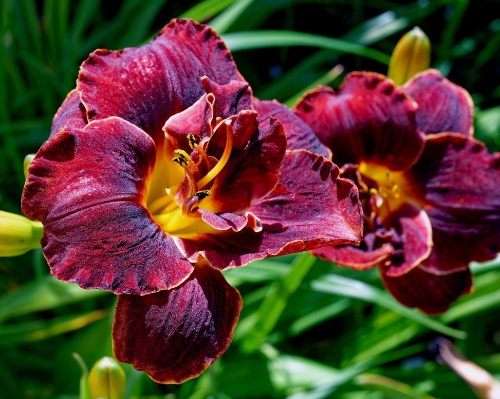 Hemerocallis 'Voodoo Dancer'