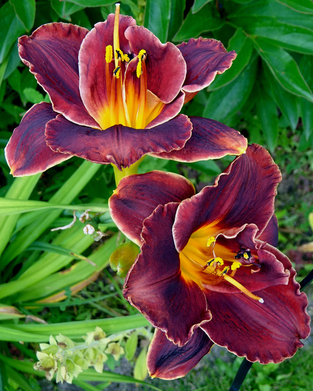 Hemerocallis 'Voodoo Dancer'