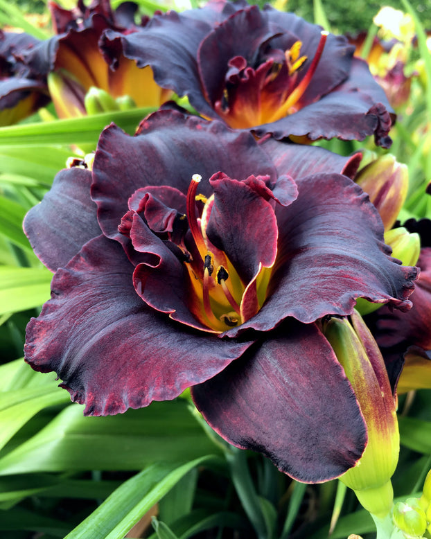 Hemerocallis 'Voodoo Dancer'