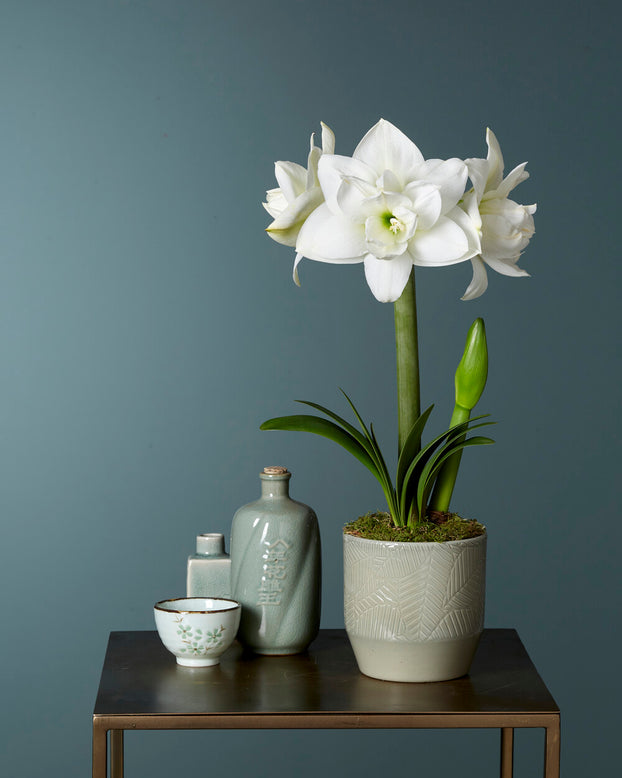 Amaryllis 'Akiko'