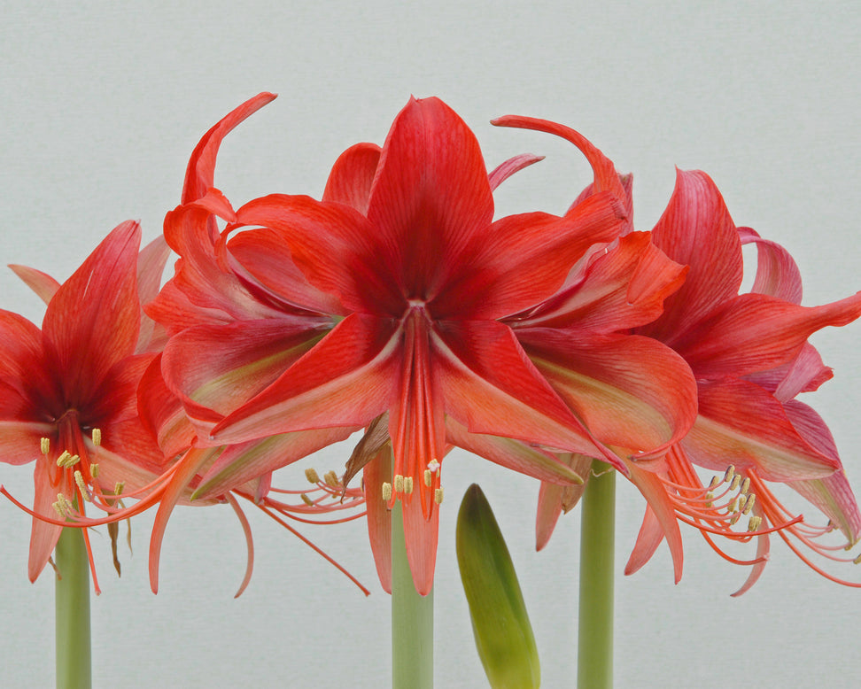 Amaryllis 'Bogota'