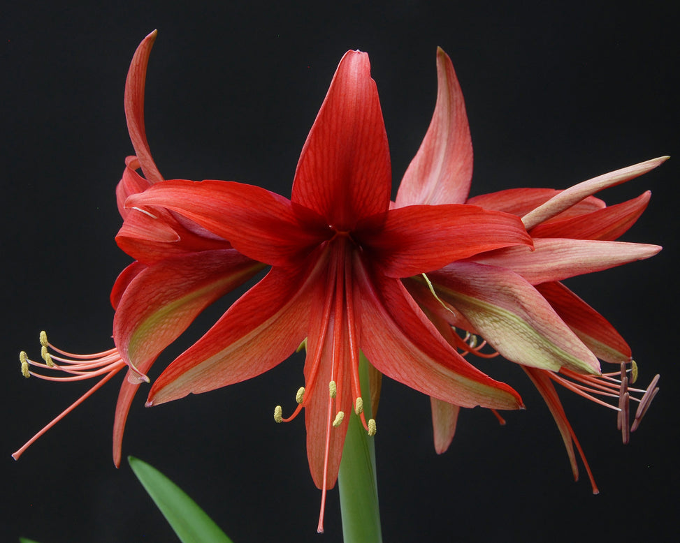 Amaryllis 'Bogota'