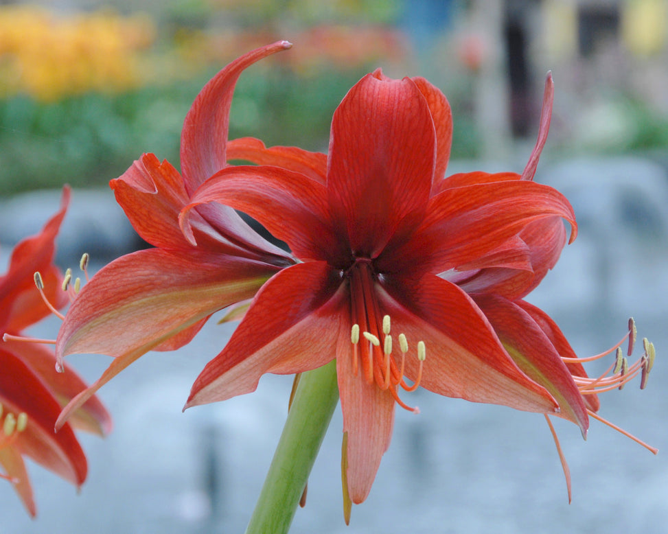 Amaryllis 'Bogota'