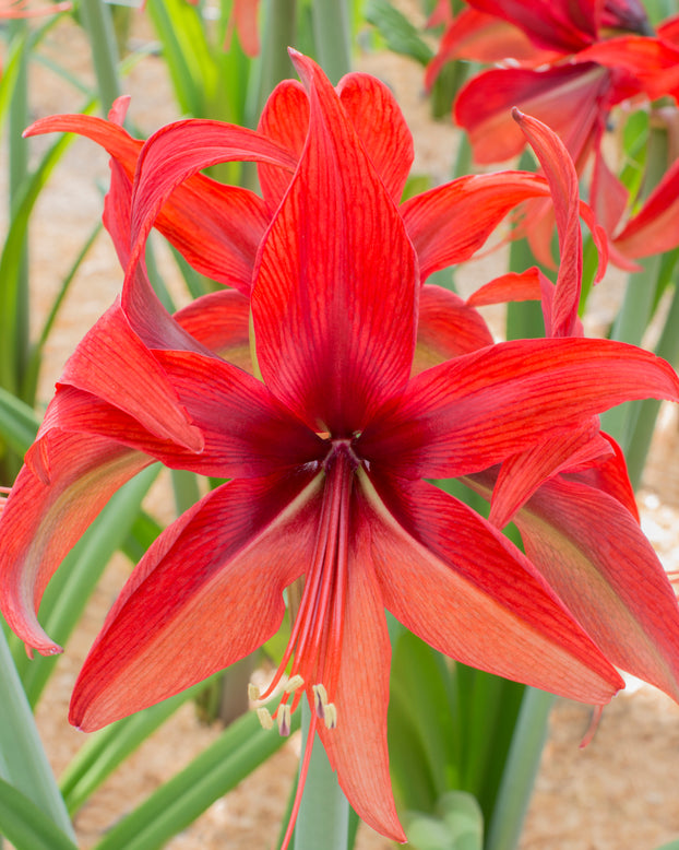 Amaryllis 'Bogota'