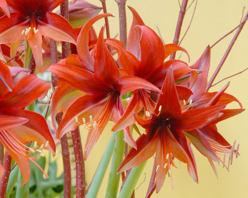 Amaryllis 'Bogota'