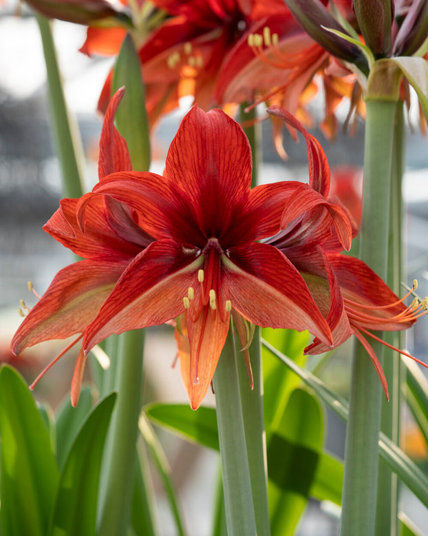 Amaryllis 'Bogota'