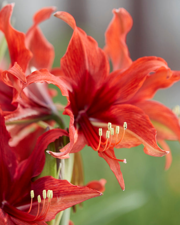 Amaryllis 'Bogota'