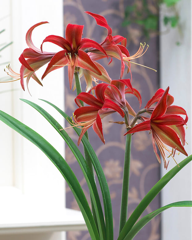 Amaryllis 'Bogota'