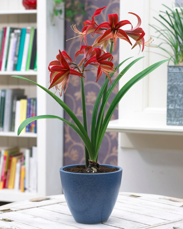 Amaryllis 'Bogota'