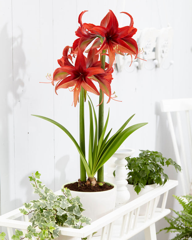 Amaryllis 'Bogota'