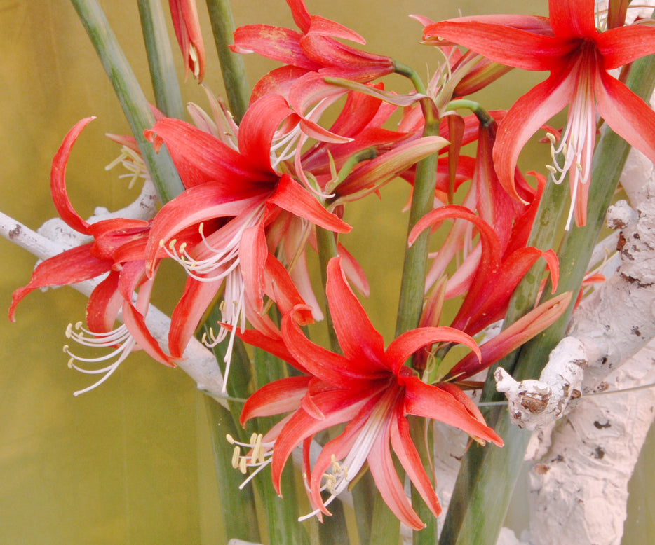 Amaryllis 'Cybister Rose'