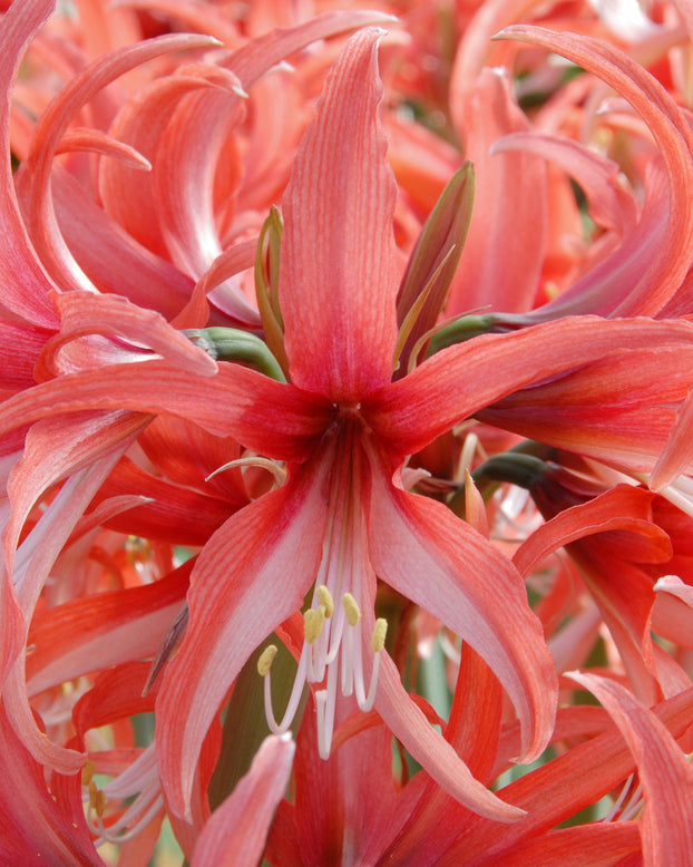 Amaryllis 'Cybister Rose'