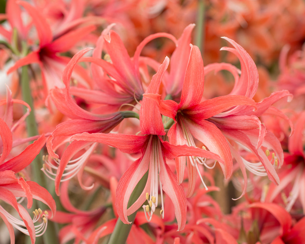 Amaryllis 'Cybister Rose'